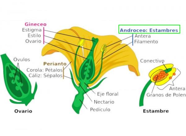 ESTAMBRE: QUÉ ES y CÓMO SE USA Descubre su DEFINICIÓN