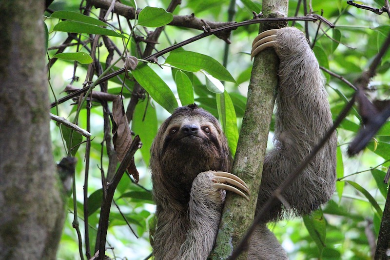 Estás listo para analizar el interesante mundo de la fauna y flora