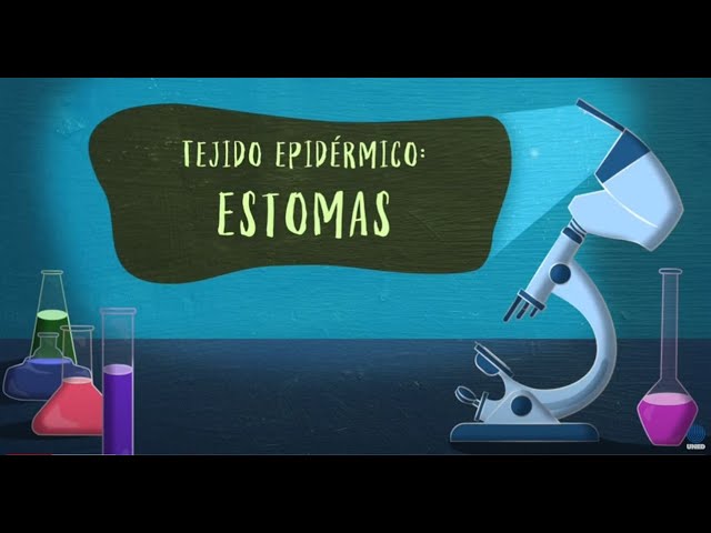 ESTROMA: Descubre su DEFINICIÓN y CONCEPTO en Botánica