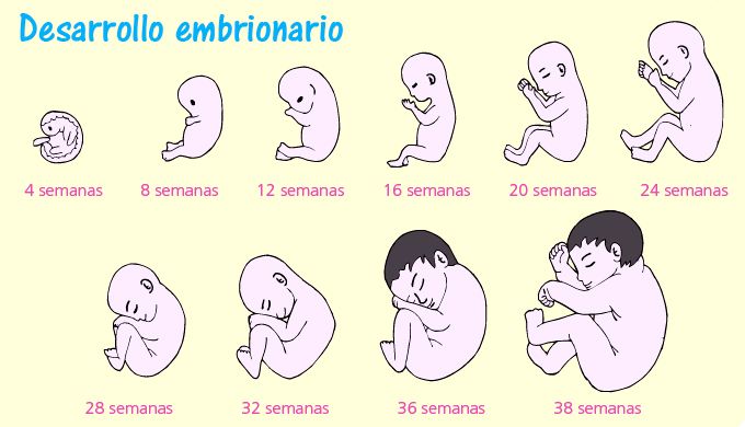 ETAPAS DE LA REPRODUCCIÓN HUMANA: FECUNDACIÓN y EMBARAZO