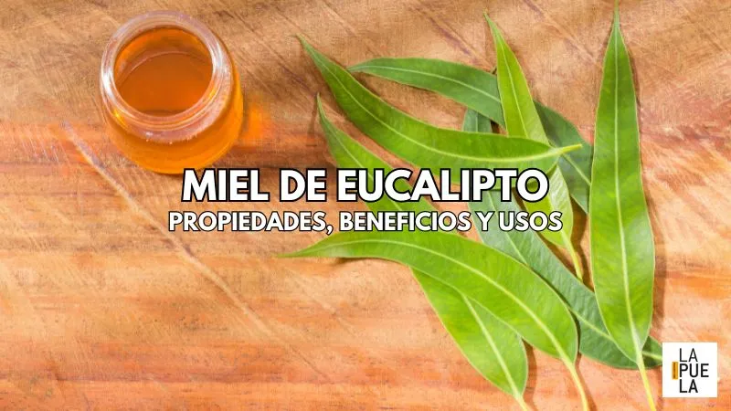 EUCALIPTO: Características y Beneficios SORPRENDENTES