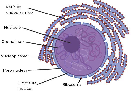 EUCARIONTES y PROCARIONTES: ¡Descubre sus Secretos!