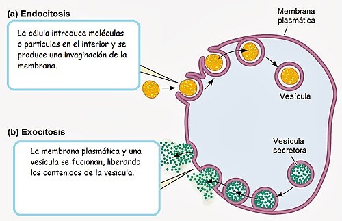 EXOCITOSIS: Descubre sus TIPOS y Funciones Esenciales