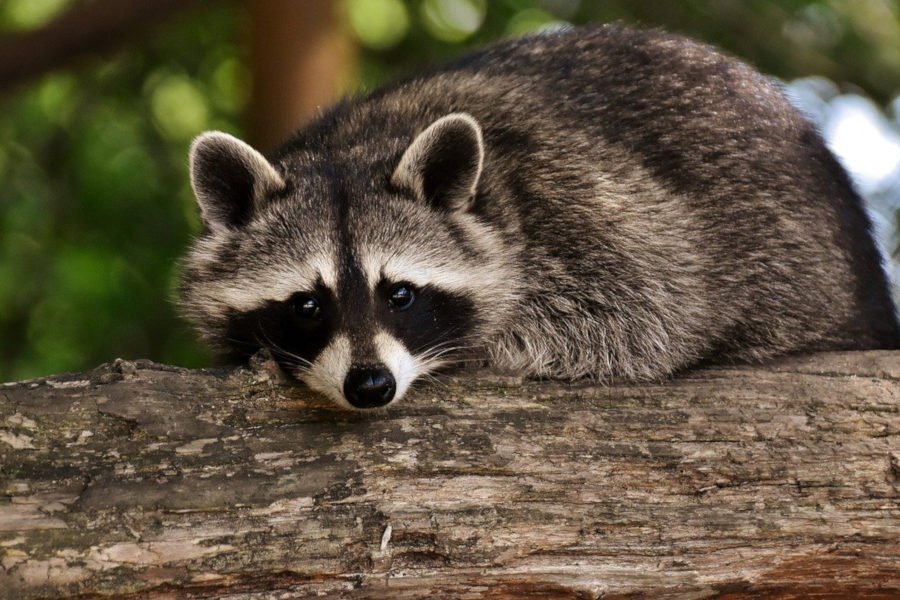 FAUNA: TIPOS, CARACTERÍSTICAS y EJEMPLOS SORPRENDENTES
