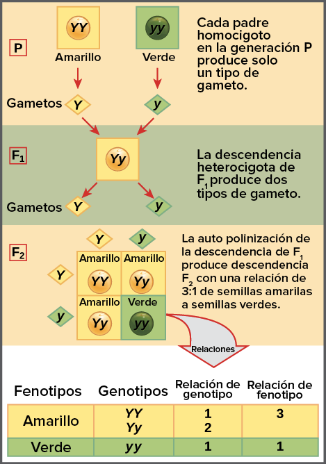 FENOTIPO y GENOTIPO: CLAVES para ENTENDERLOS ¡HOY!