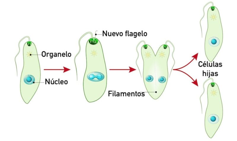 FISIÓN BINARIA: Qué es, IMPORTANCIA y APLICACIONES