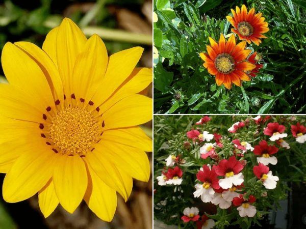 FLORACIÓN: DEFINICIÓN, CARACTERÍSTICAS y MÁS ¡Descúbrelas!