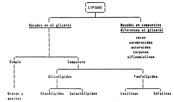 Fosfolípidos: TIPOS, DEFINICIÓN y CONCEPTO esenciales