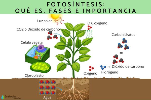 FOTOSÍNTESIS: PROCESO, FASES E IMPORTANCIA ESENCIAL