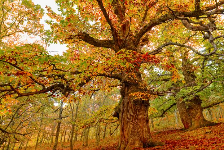 FRONDOSO: DESCUBRE su Significado y Definición CLARA
