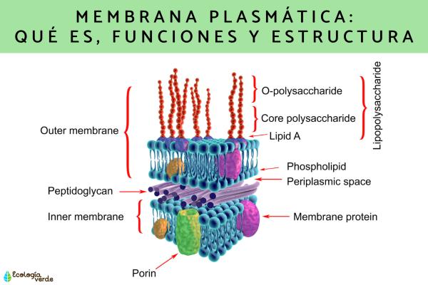 FUNCION DE LA MEMBRANA CELULAR: DESCUBRE SU IMPORTANCIA