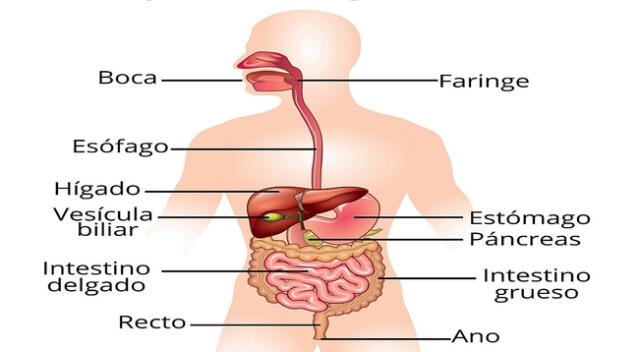 FUNCIÓN DEL ESÓFAGO: DESCUBRE SU IMPORTANCIA CLAVE