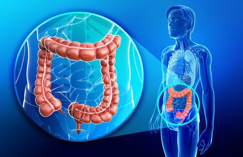 FUNCIÓN del INTESTINO DELGADO: Descubre sus SECRETOS