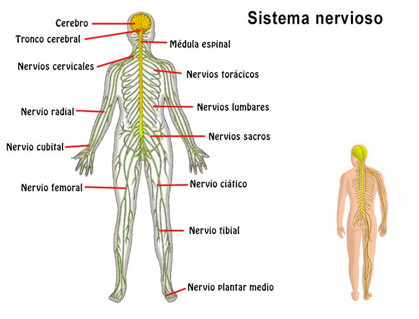 Función del SISTEMA NERVIOSO: Partes y Enfermedades Clave