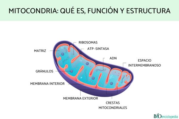 FUNCIONES de las MITOCONDRIAS: ¡Descubre su Importancia!
