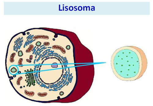 FUNCIONES DE LOS LISOSOMAS: ESTRUCTURA y MÁS ¡Descúbrelos!