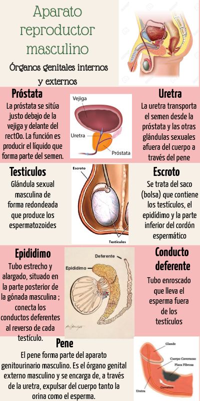 FUNCIONES DEL APARATO REPRODUCTOR MASCULINO: DESCÚBRELAS