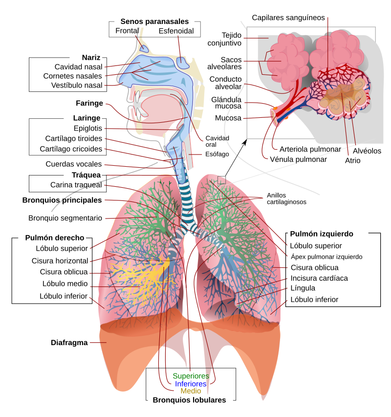FUNCIONES DEL SISTEMA RESPIRATORIO: ÓRGANOS Y ENFERMEDADES