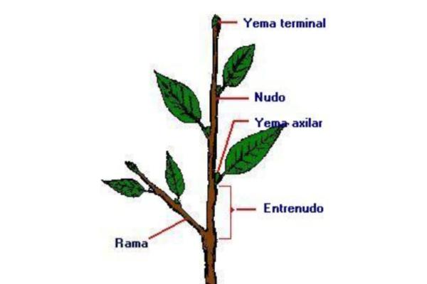Funciones del TALLO: ESTRUCTURA y CLASIFICACIÓN Esencial