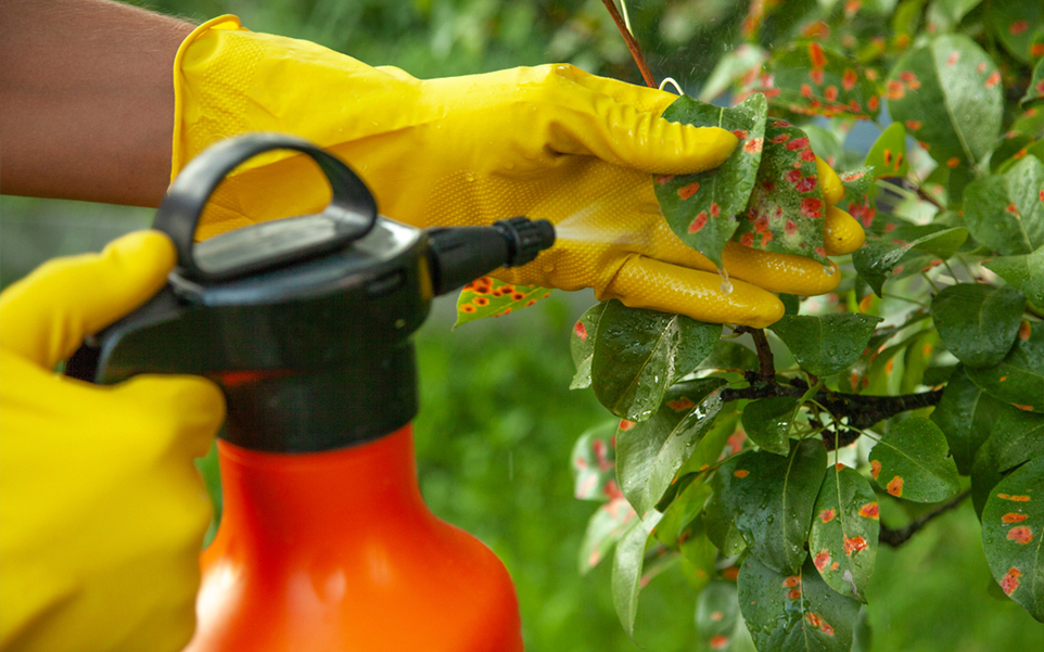 FUNGICIDA: Definición y Concepto Esencial para Tu Jardín