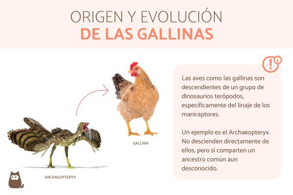 GALLINA: DESCUBRE su SIGNIFICADO y CARACTERÍSTICAS