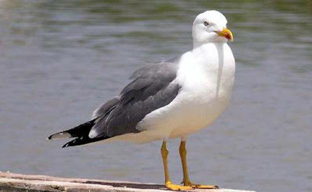 GAVIOTAS: Definición, Características y Más Sorprendente