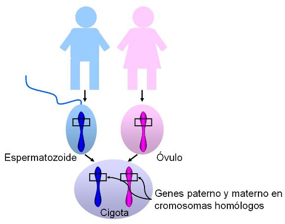 GEN DOMINANTE: Qué es y su IMPORTANCIA en BIología