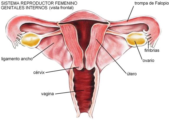 GENITALES INTERNOS FEMENINOS: Partes y Funciones Esenciales