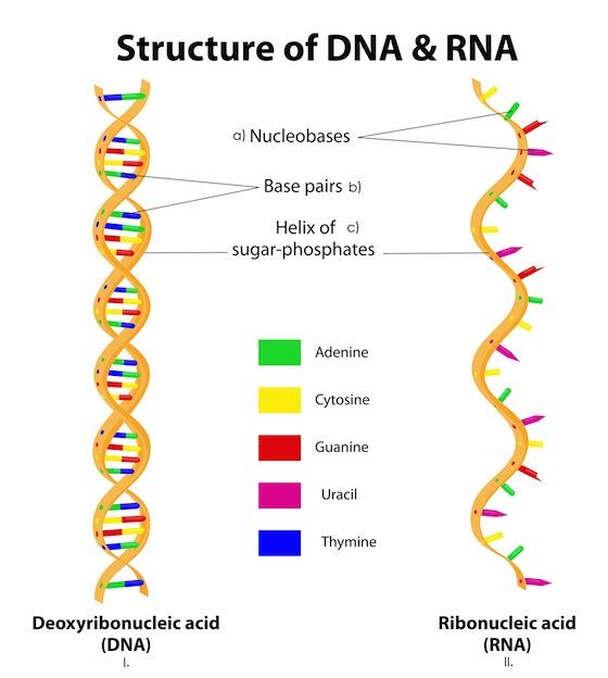 GENOMA: Descubre su DEFINICIÓN y CONCEPTO Esencial