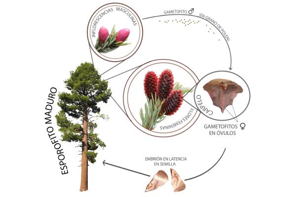 GIMNOSPERMAS: Descubre sus CARACTERÍSTICAS y EJEMPLOS