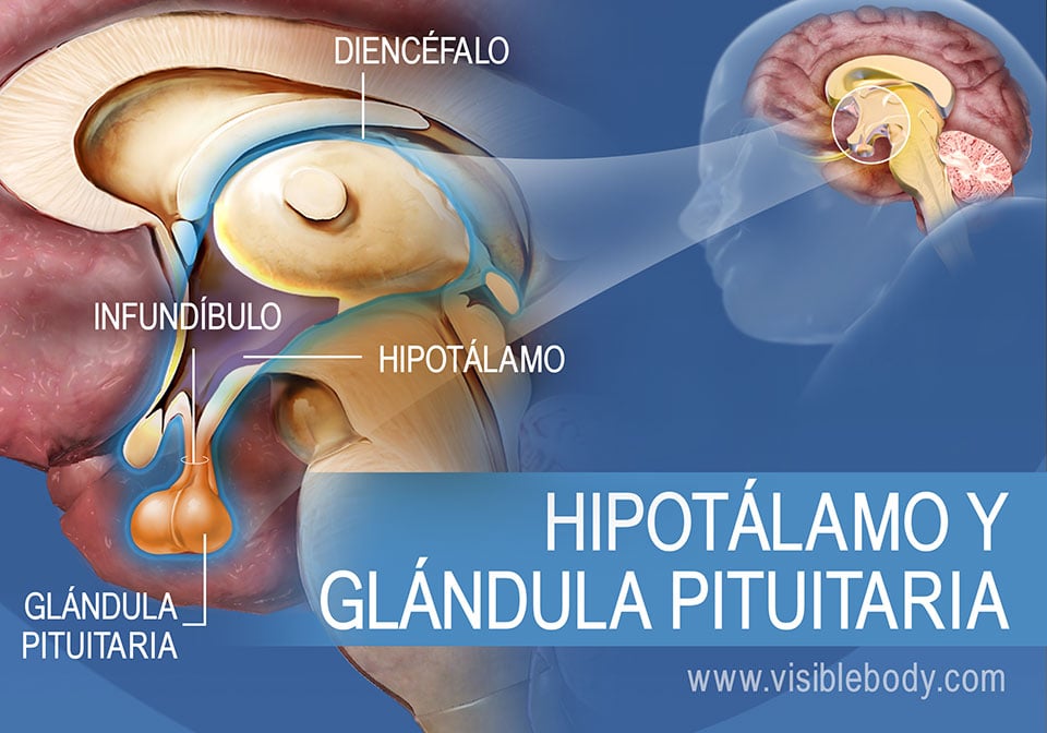 GLÁNDULAS: Qué SON, DEFINICIÓN y CONCEPTO ESENCIAL