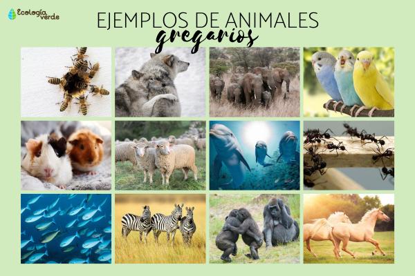 GREGARIA: DESCUBRE su SIGNIFICADO y CONCEPTO ¡HOY!