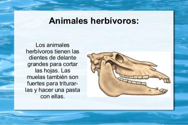HERBÍVORO: Descubre SU DEFINICIÓN Y CONCEPTO Clave