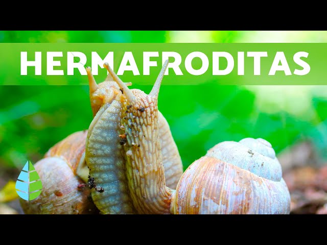 HERMAFRODITAS: DEFINICIÓN y Ejemplos Sorprendentes