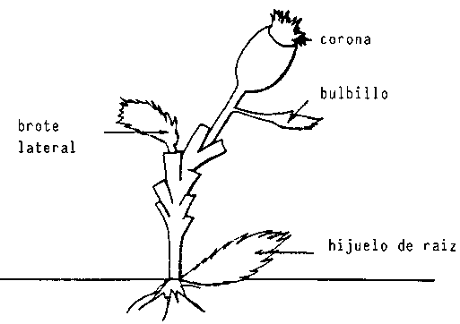 HIJUELOS: Definición y CONCEPTO Esencial que Debes Saber