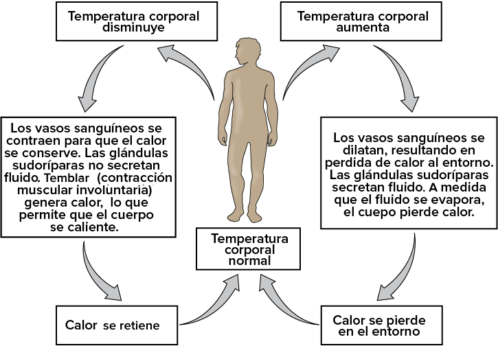 HOMEOSTASIS: 15 EJEMPLOS ESENCIALES QUE DEBES CONOCER