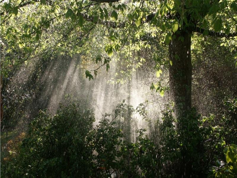 Importancia DE CUIDAR LA BIODIVERSIDAD: ¡DESCÚBRELO!