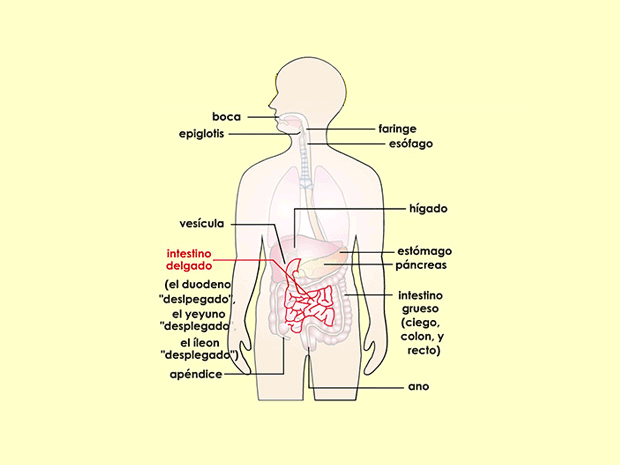 INGESTIÓN: Descubre su Importancia en la DIGESTIÓN
