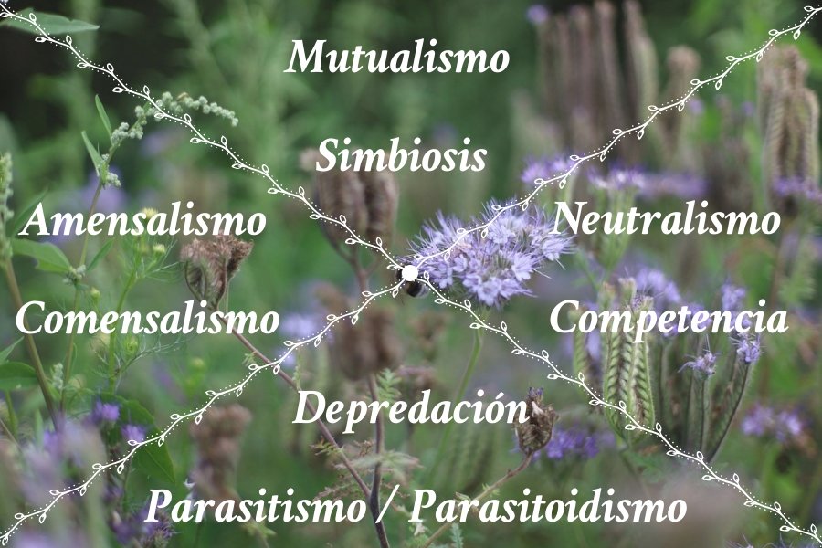 INQUILINISMO: DEFINICIÓN y CONCEPTO ESENCIAL para Ti