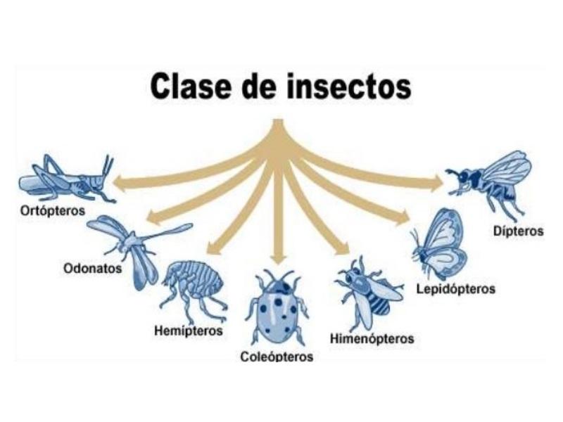 INSECTO: DEFINICIÓN, CLASIFICACIÓN y CONCEPTO Esencial