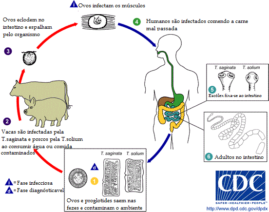 Intraespecífica: Qué es y cómo descubrir la competencia oculta