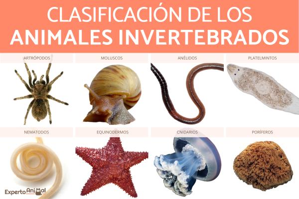 INVERTEBRADOS: Significado y Características Clave