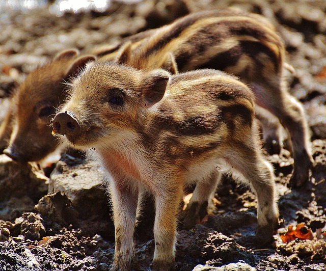 JABATO: Características, Definición y Más SOBRE ESTE ANIMAL