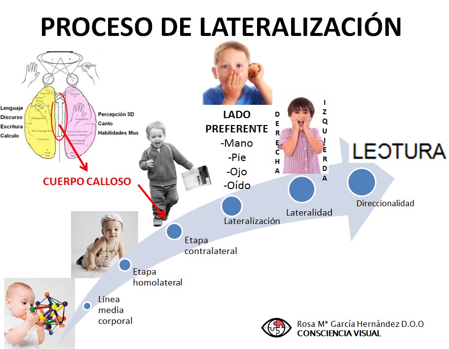 Lateralidad: qué es y cómo influye en tu vida diaria