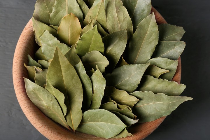 LAUREL: SIGNIFICADO, DEFINICIÓN y BENEFICIOS ocultos