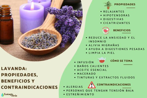 LAVANDA: Descubre su DEFINICIÓN y beneficios IMPORTANTES