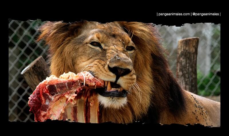 LEONES: CARACTERÍSTICAS, HÁBITAT Y ALIMENTACIÓN ACTUAL