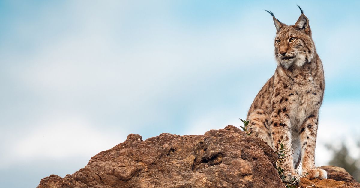 LINCE: Qué es este interesante ANIMAL Descúbrelo aquí