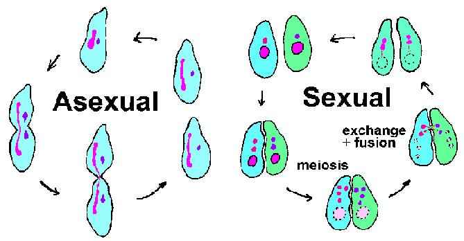 Los seres vivos se reproducen de forma sexual o asexual