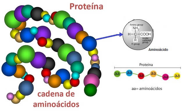 MACROMOLECULAS: FUNCIONES y ESTRUCTURA CLARA y SENCILLA